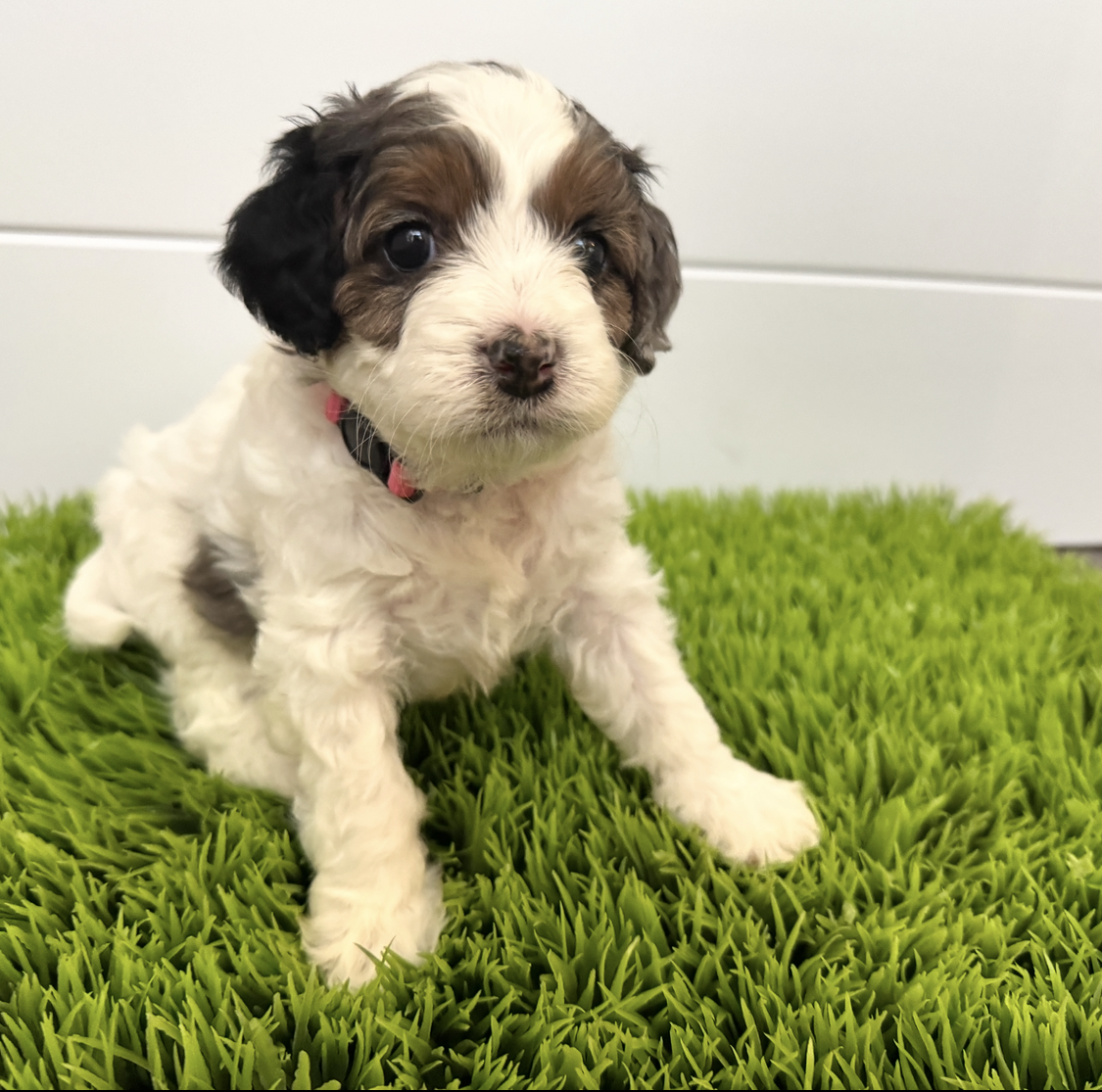 Lily - Cavapoo F1B