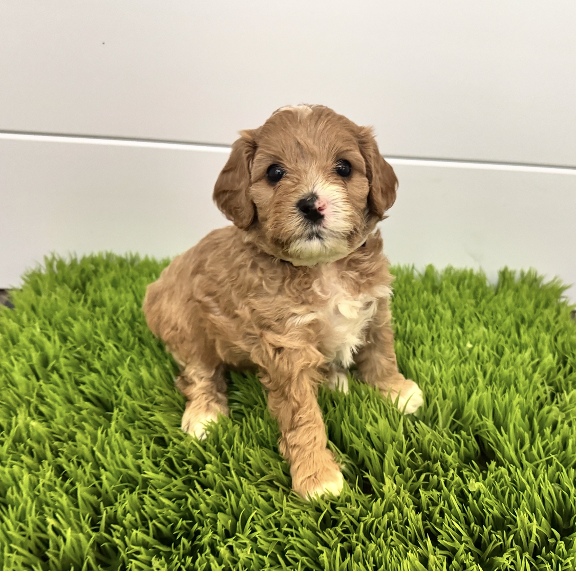 Cleo - Cavapoo F1B
