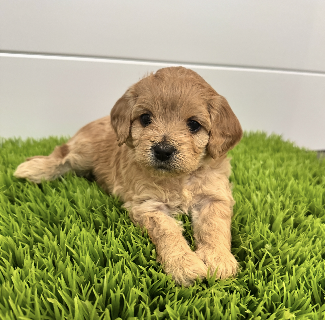Wendy F1B Cavapoo Female