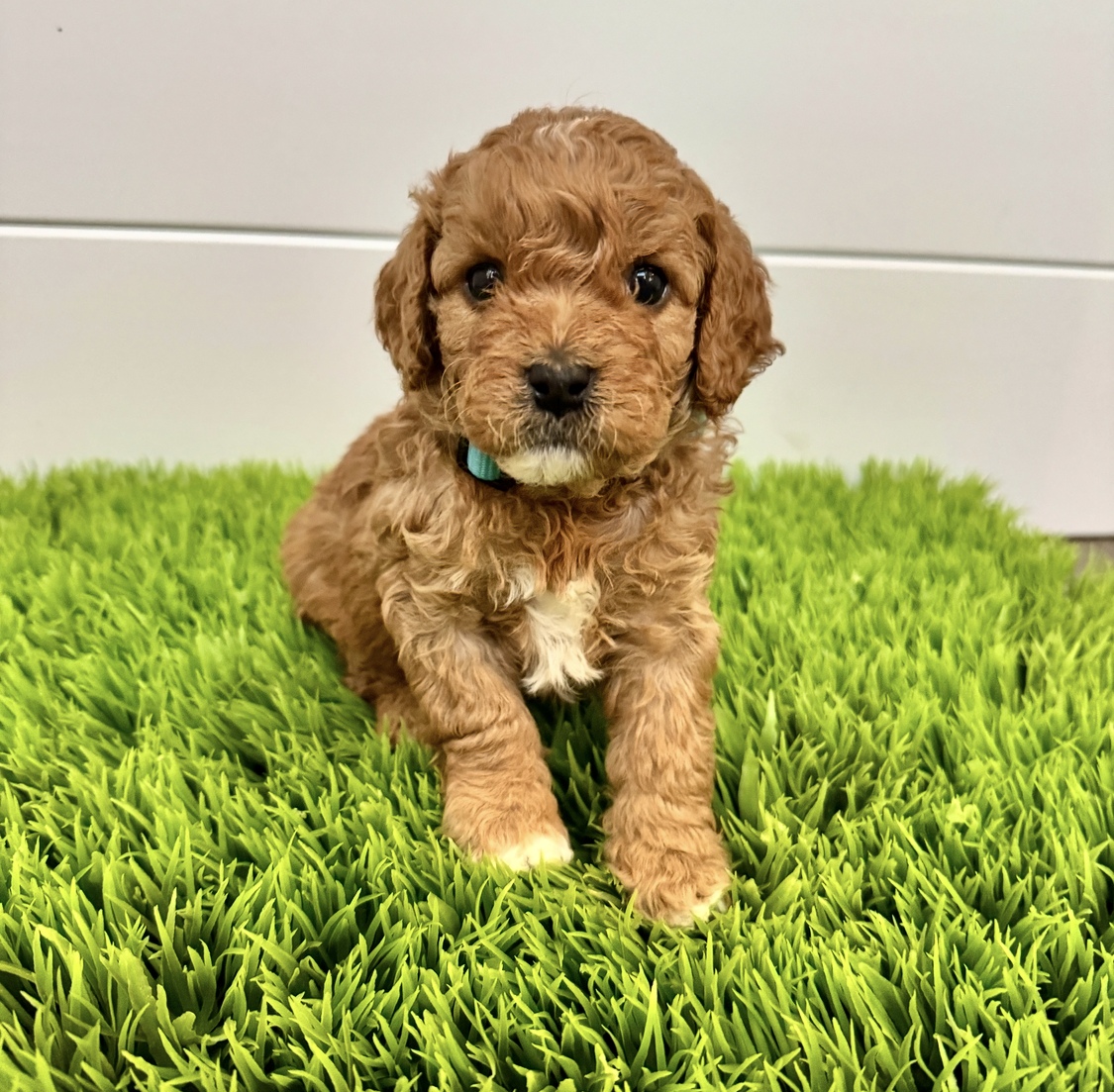 Remy F1B Cavapoo