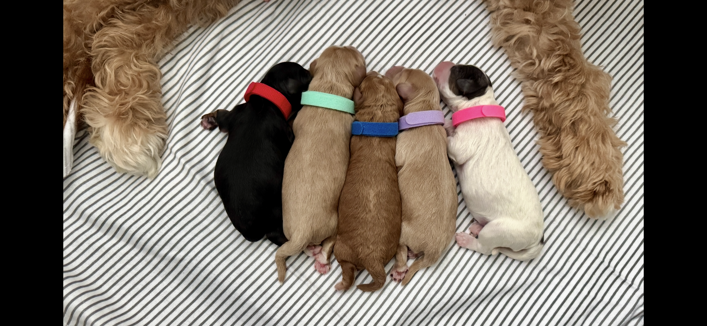 Cavapoo Litter
